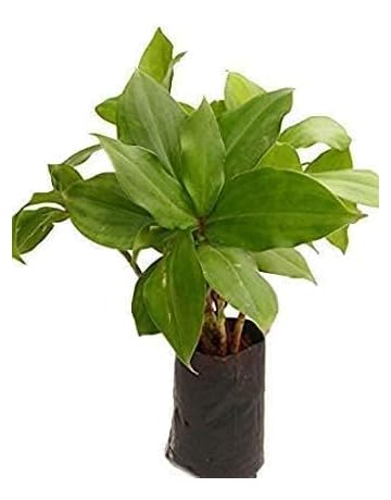 31b2iK6PHZL._AC._SR360,460