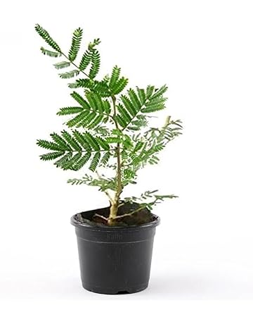 51wE8lWjYDL._AC._SR360,460