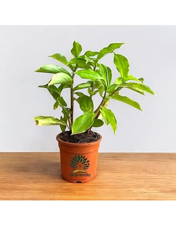 61R6DnNxMsL._AC._SR360,460 (1)