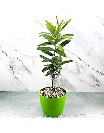 61cPHrFRYwL._AC._SR360,460 (1)