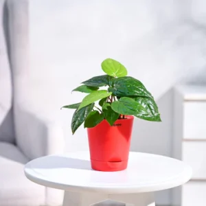 Money Plant in Ceramic Pot